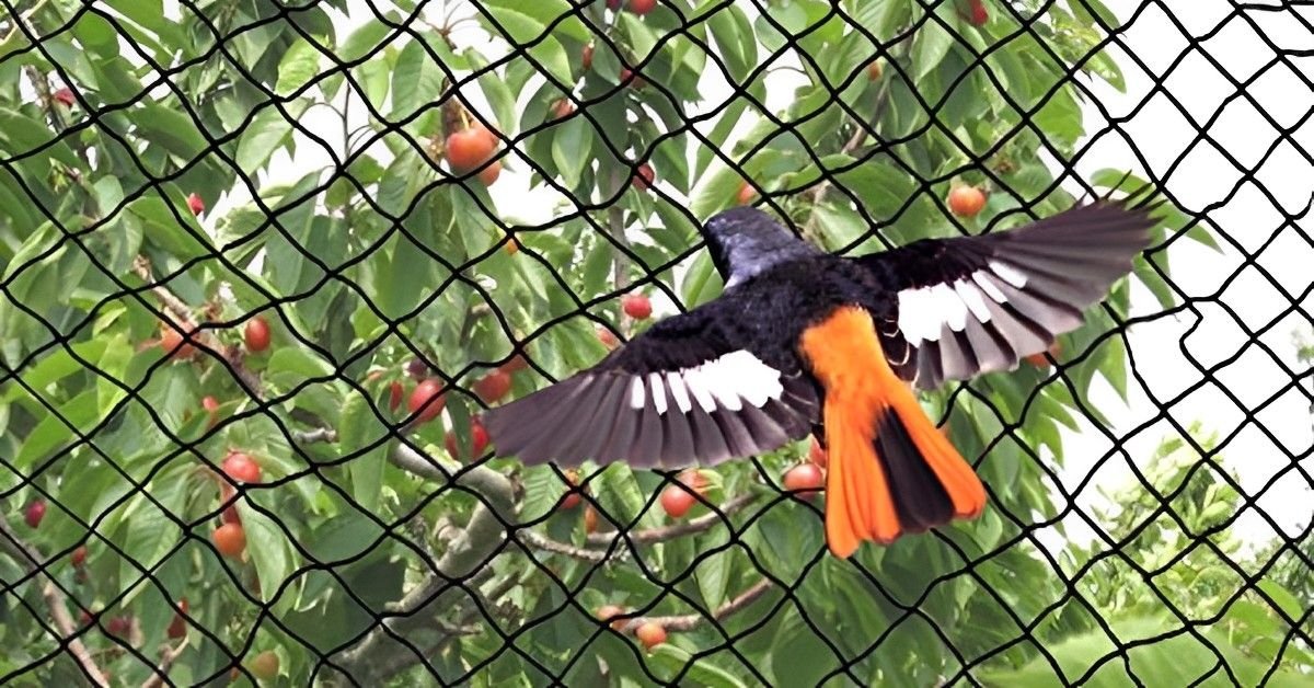 Bird nets installed on building in Bangalore - bird control and exclusion by Tharak Enterprises