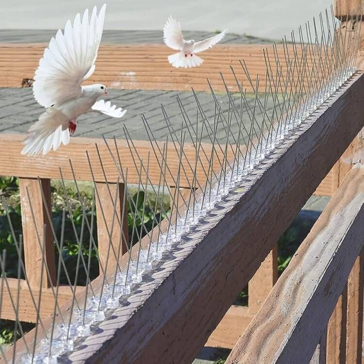Bird spikes installed on ledge in Bangalore - anti-bird deterrent by Tharak Enterprises