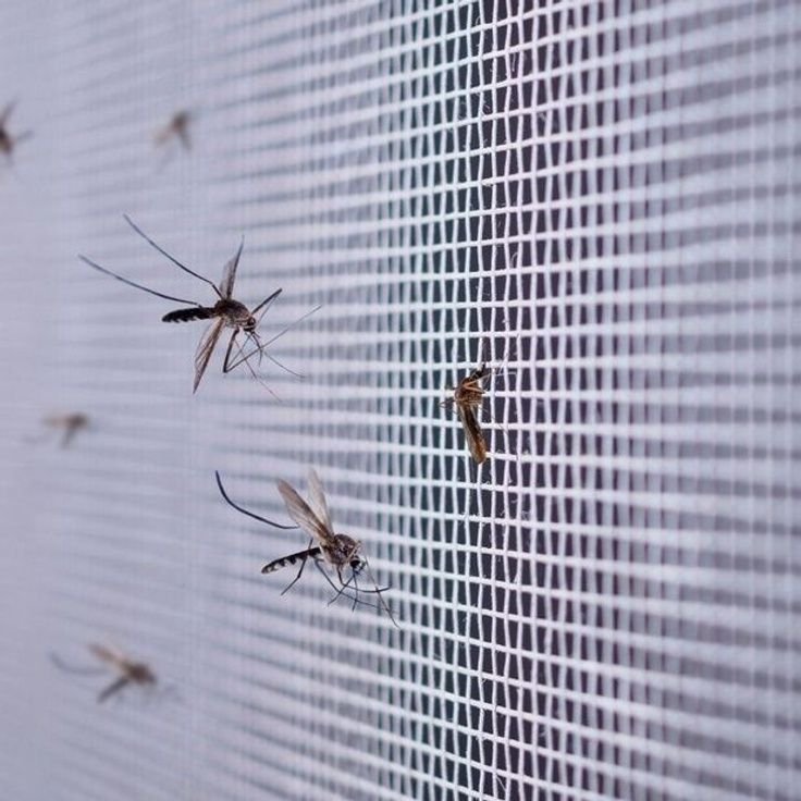 Mosquito nets installed on windows and doors in Bangalore by Tharak Enterprises